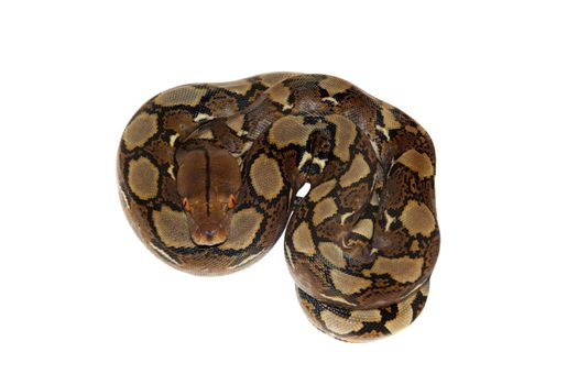 Reticulated Python, Python reticulatus, isolated on white background