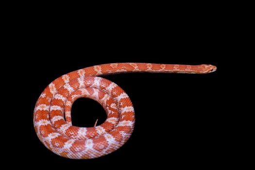 Pink corn Snake, Pantherophis guttatus, isolated on black background