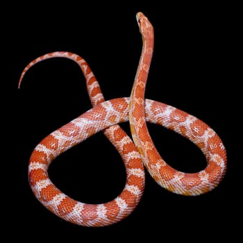 Pink corn Snake, Pantherophis guttatus, isolated on black background