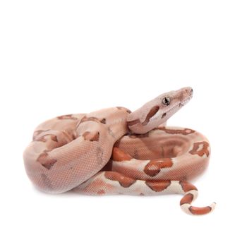 The common boa, Boa constrictor, isolated on white background