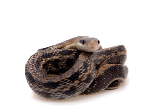 Beauty Rat Snake, Orthriophis taeniurus, isolated on white background