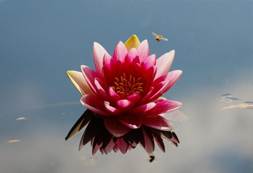 Pink lotus oil painting. Photo manipulation