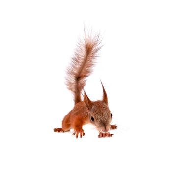 Eurasian red Squirrel, Sciurus Vulgaris, isolated on white background