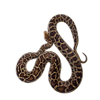 Burmese Python, Python molurus bivittatus, isolated on white background