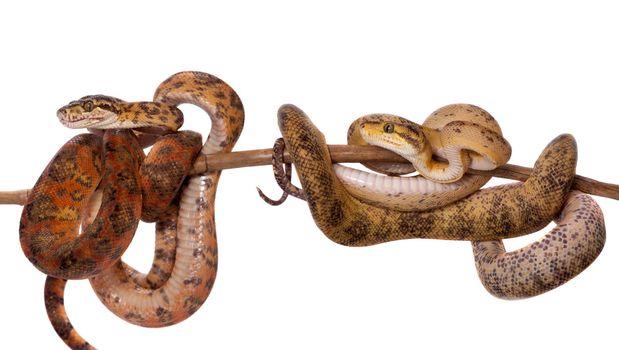 Red Amazon tree boa, corallus hortulanus, isolated on white background