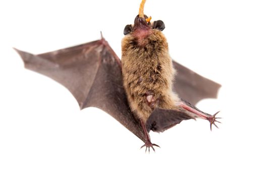 Northern bat, Eptesicus nilssonii, isolated on white.