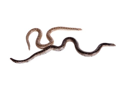 Two dwarf sand boas, eryx miliaris, isolated on white