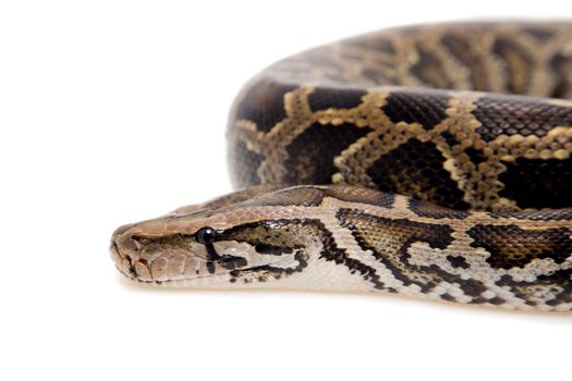 Burmese Python, Python molurus bivittatus, isolated on white background