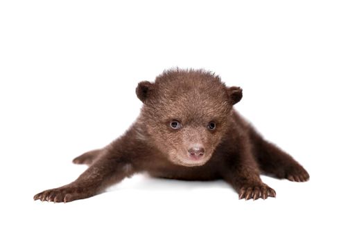 Brown Bear cub, 1,5 mounth old, isolated on white background