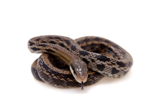 Beauty Rat Snake, Orthriophis taeniurus, isolated on white background