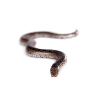 The nogai dwarf sand boa, eryx miliaris nogaiorum, isolated on white