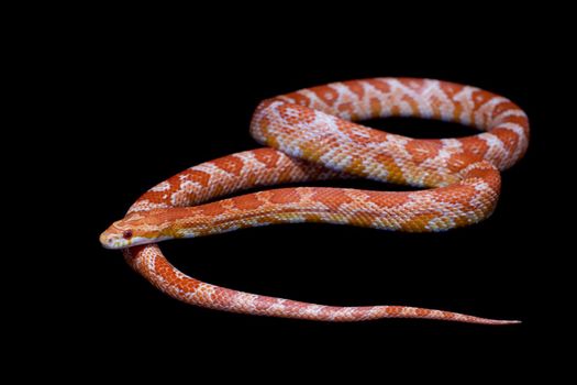 Pink corn Snake, Pantherophis guttatus, isolated on black background