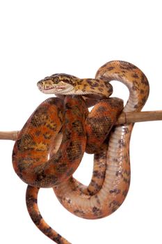 Red Amazon tree boa, corallus hortulanus, isolated on white background