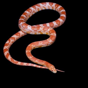 Pink corn Snake, Pantherophis guttatus, isolated on black background
