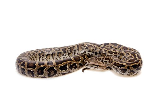 Burmese Python, Python molurus bivittatus, isolated on white background