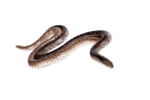 Two dwarf sand boas, eryx miliaris, isolated on white