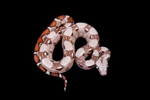 The common boa, Boa constrictor, isolated on black background