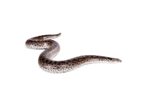 The nogai dwarf sand boa, eryx miliaris nogaiorum, isolated on white