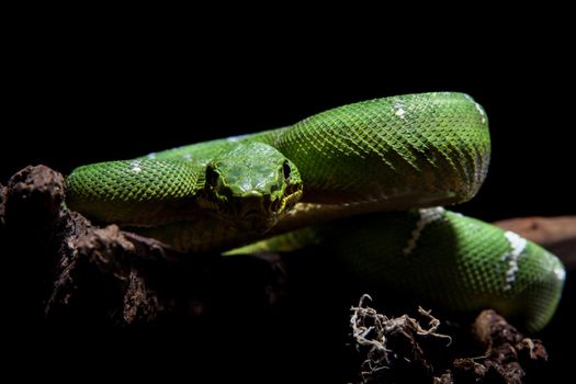 Emerald tree boa isolated on black background