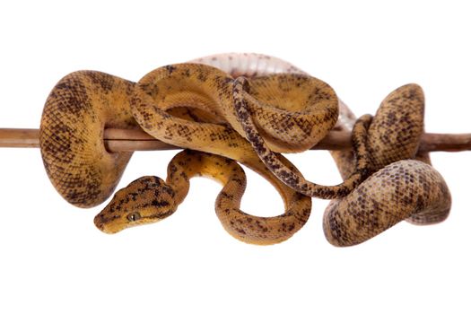 Red Amazon tree boa, corallus hortulanus, isolated on white background