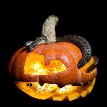 The two headed Japanese rat snake, Elaphe climacophora, isolated on black with Haloween pumpkin