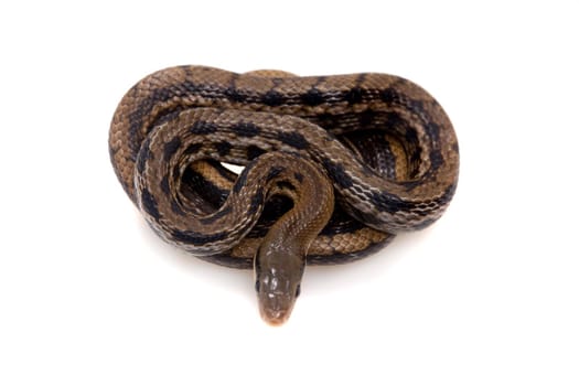 Beauty Rat Snake, Orthriophis taeniurus, isolated on white background