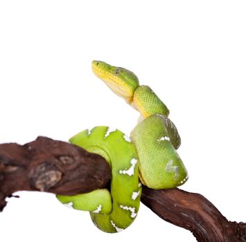 Emerald tree boa, Corallus caninus, isolated on white background