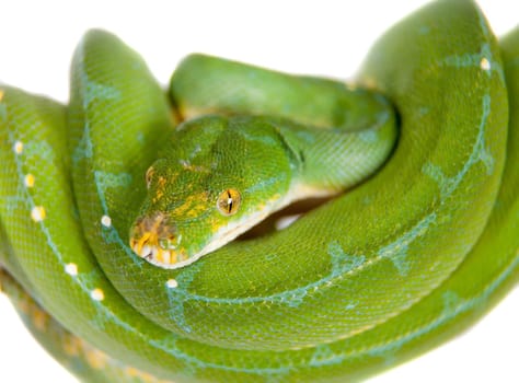 Morelia viridis, green tree python, or formerly chondros on white