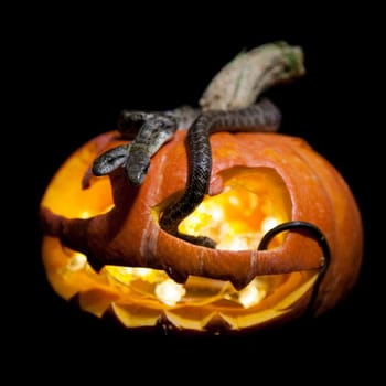 The two headed Japanese rat snake, Elaphe climacophora, isolated on black with Haloween pumpkin