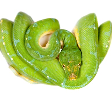 Morelia viridis, green tree python, or formerly chondros on white