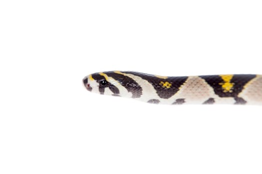 Mandarin Rat Snake, Elaphe Mandarina, isolated on white background.