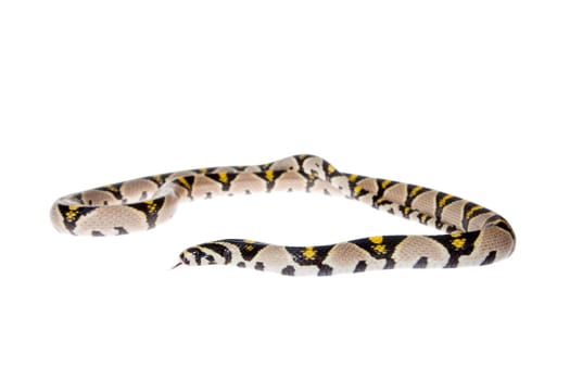 Mandarin Rat Snake, Elaphe Mandarina, isolated on white background.