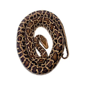 Burmese Python, Python molurus bivittatus, isolated on white background