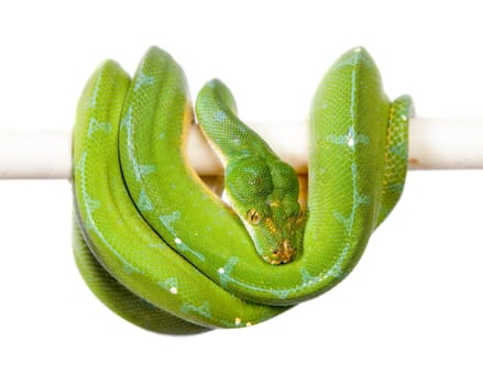 Morelia viridis, green tree python, or formerly chondros on white