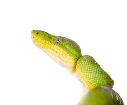 Emerald tree boa, Corallus caninus, isolated on white background