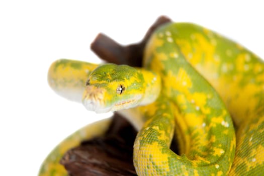 Morelia viridis, green tree python, or formerly chondros on white