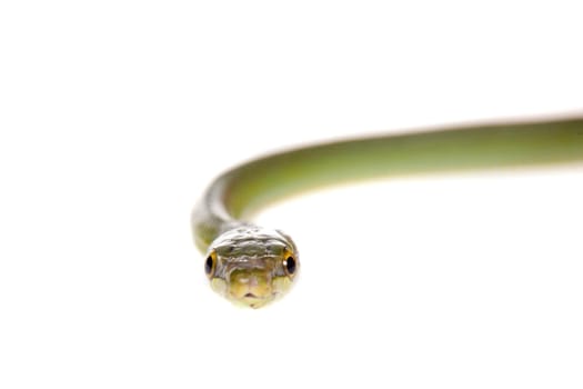 Red-tailed Green Ratsnake, Gonyosoma oxycephalum, on white