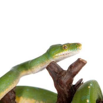 Morelia viridis, green tree python, or formerly chondros on white