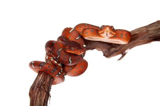 Emerald tree boa, corallus caninus, isolated on white background