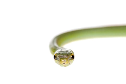 Red-tailed Green Ratsnake, Gonyosoma oxycephalum, on white