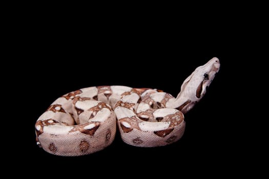 The common boa, Boa constrictor, isolated on black background