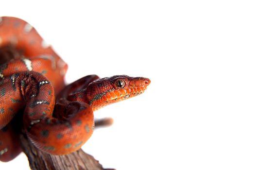 Emerald tree boa, corallus caninus, isolated on white background