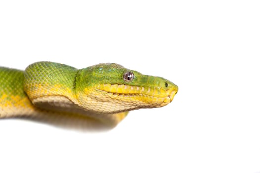 Emerald tree boa, Corallus caninus, isolated on white background