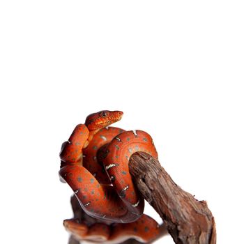 Emerald tree boa, corallus caninus, isolated on white background