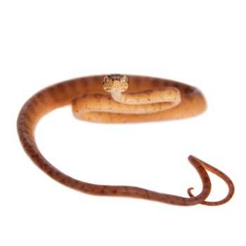 Red Amazon tree boa, corallus hortulanus, isolated on white background