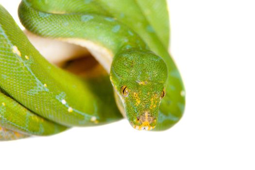 Morelia viridis, green tree python, or formerly chondros on white