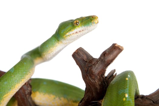 Morelia viridis, green tree python, or formerly chondros on white