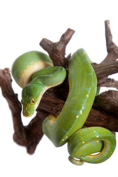 Morelia viridis, green tree python, or formerly chondros on white