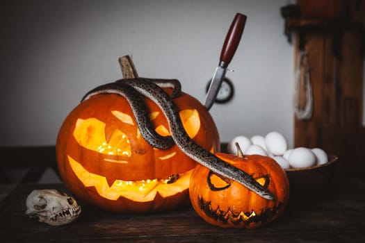 Happy Halloween. Pretty sand boas with pumpkins on a table.