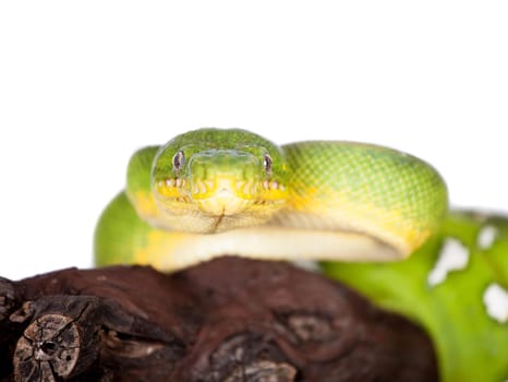 Emerald tree boa, Corallus caninus, isolated on white background